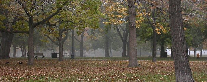 foggy park