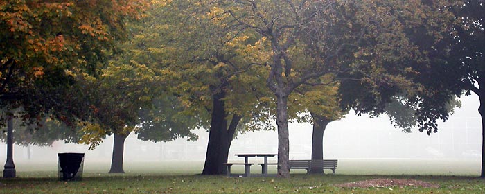 foggy park